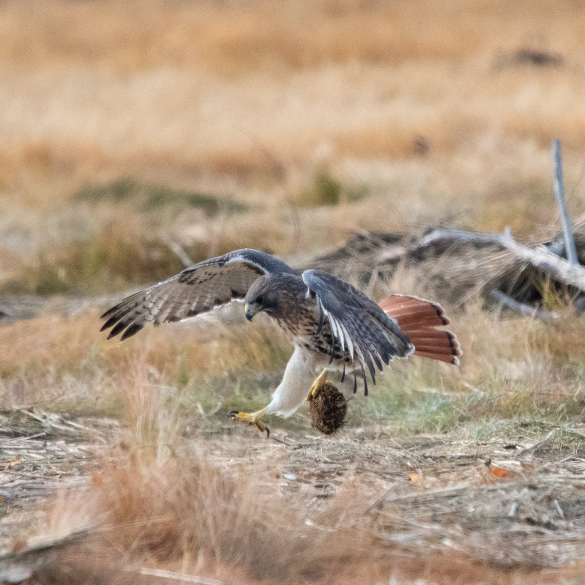 Red-tailed Hawk - ML644990385