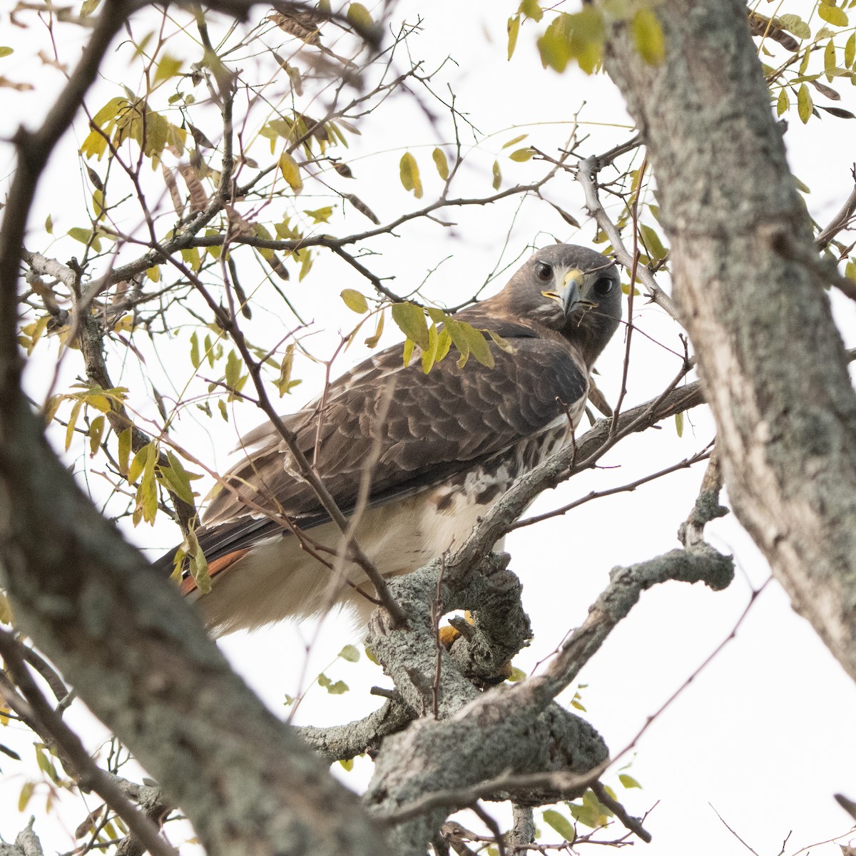 Red-tailed Hawk - ML644990386