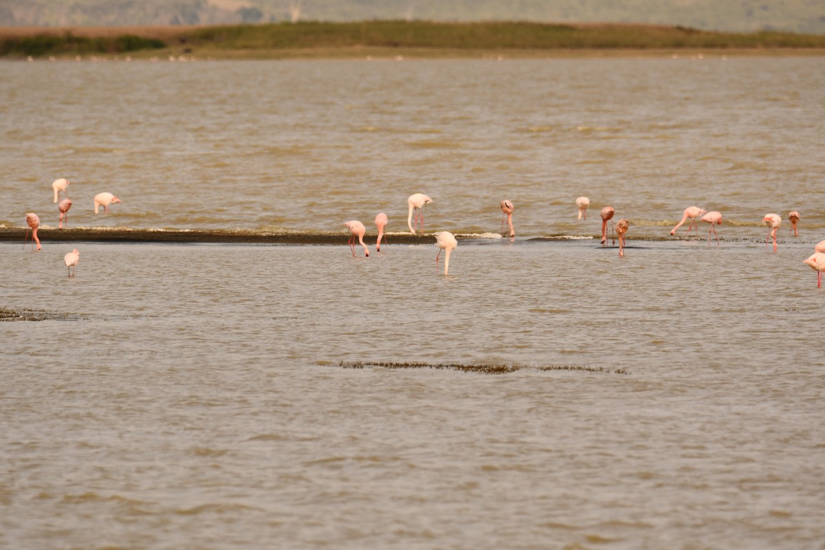 plameňák růžový - ML644990389