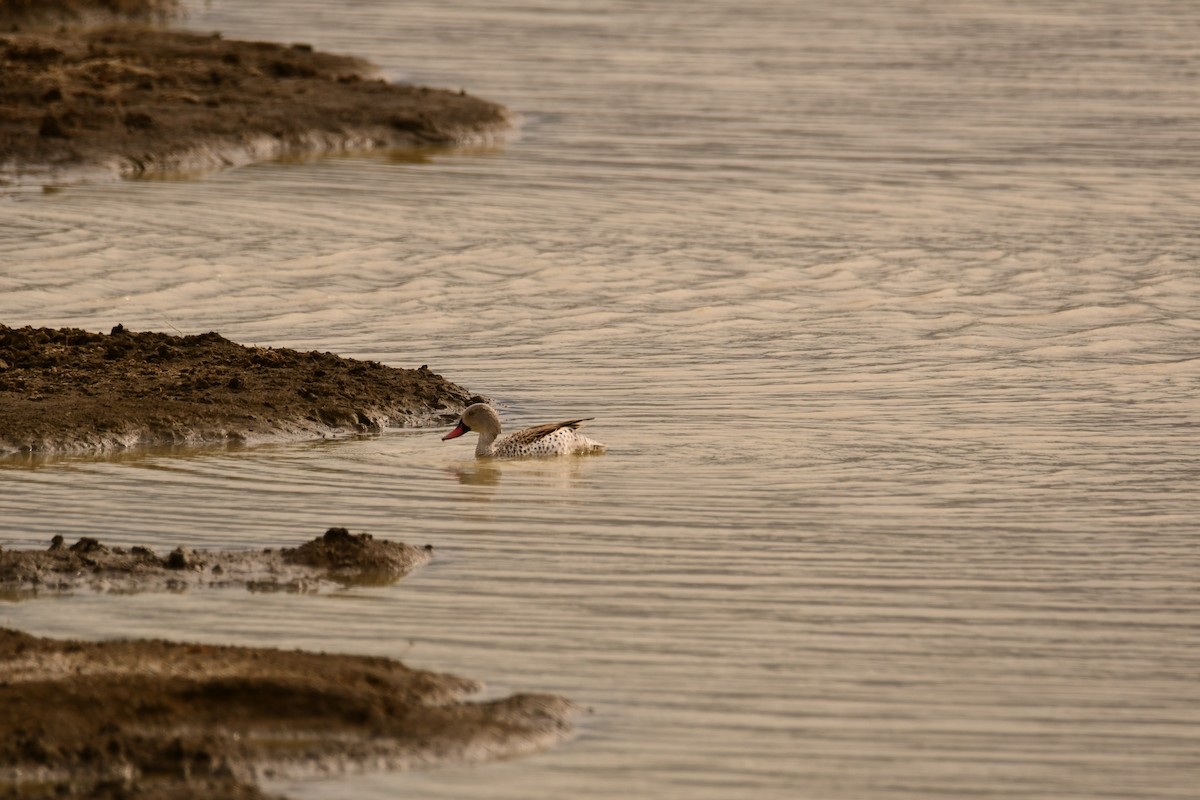 čírka popelavá - ML644990398