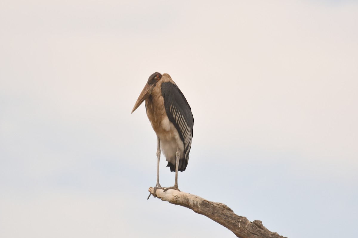 marabu africký - ML644990417