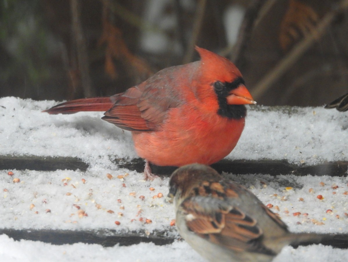 Northern Cardinal - ML644990422