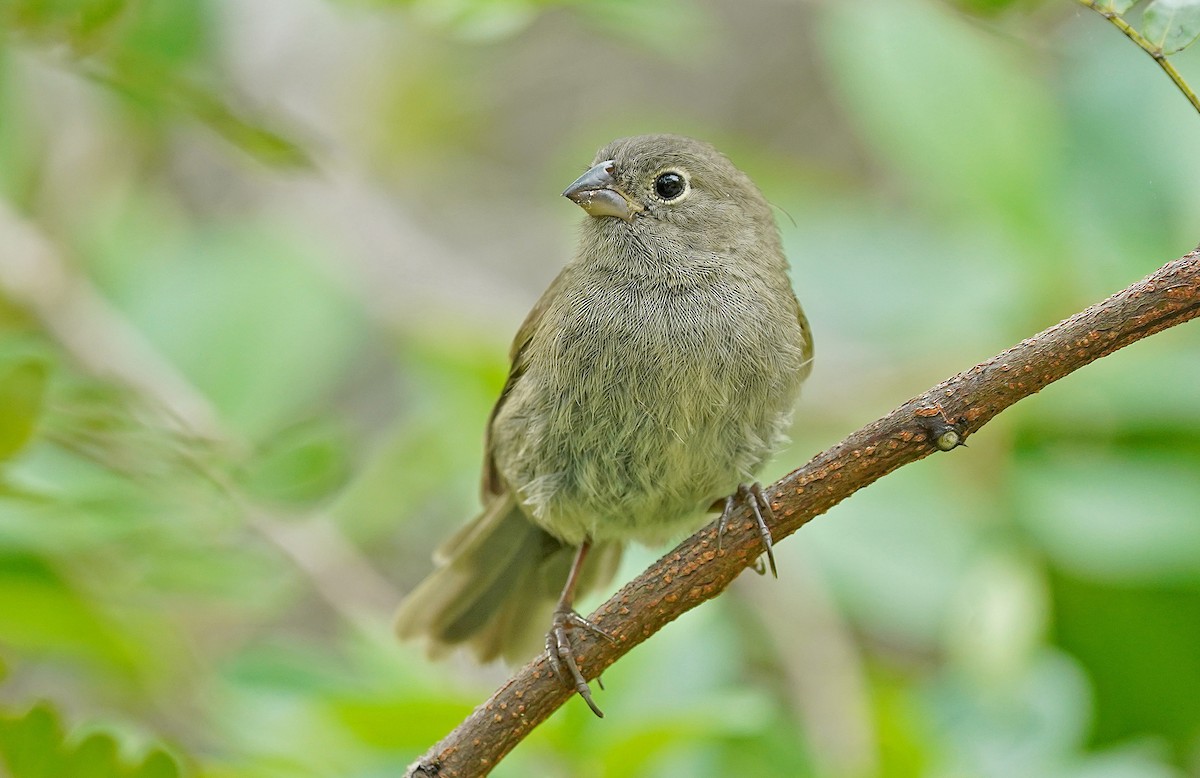 Black-faced Grassquit - ML644990430