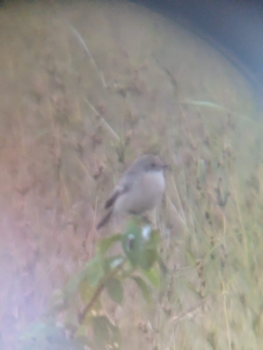 Lesser Whitethroat - ML644990432