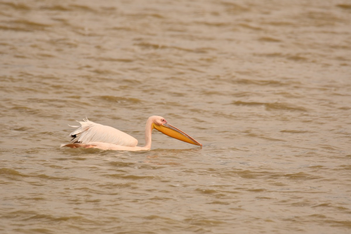 pelikán bílý - ML644990433