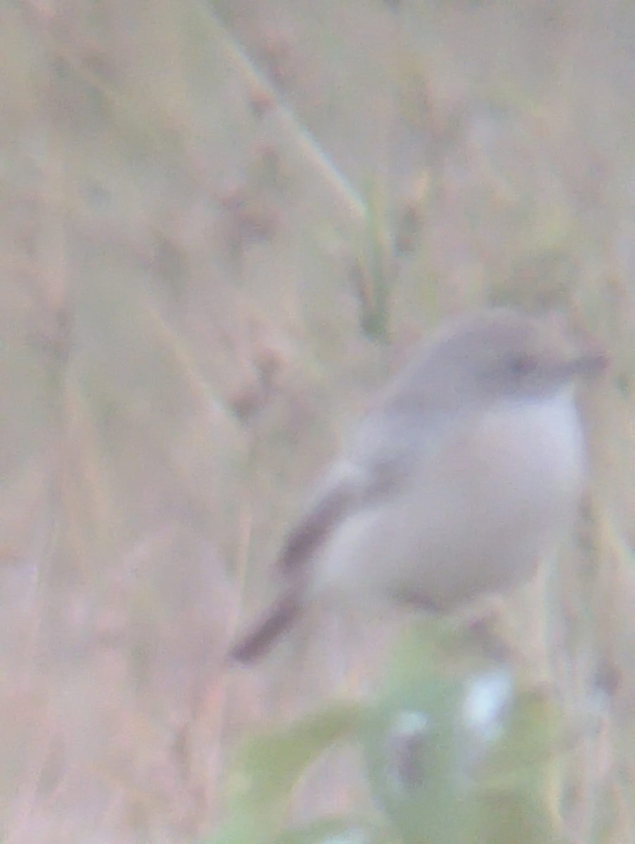 Lesser Whitethroat - ML644990438