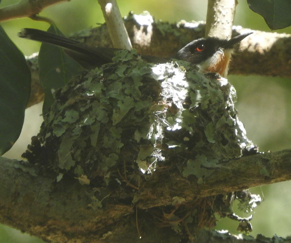 Cape Batis - ML644990454