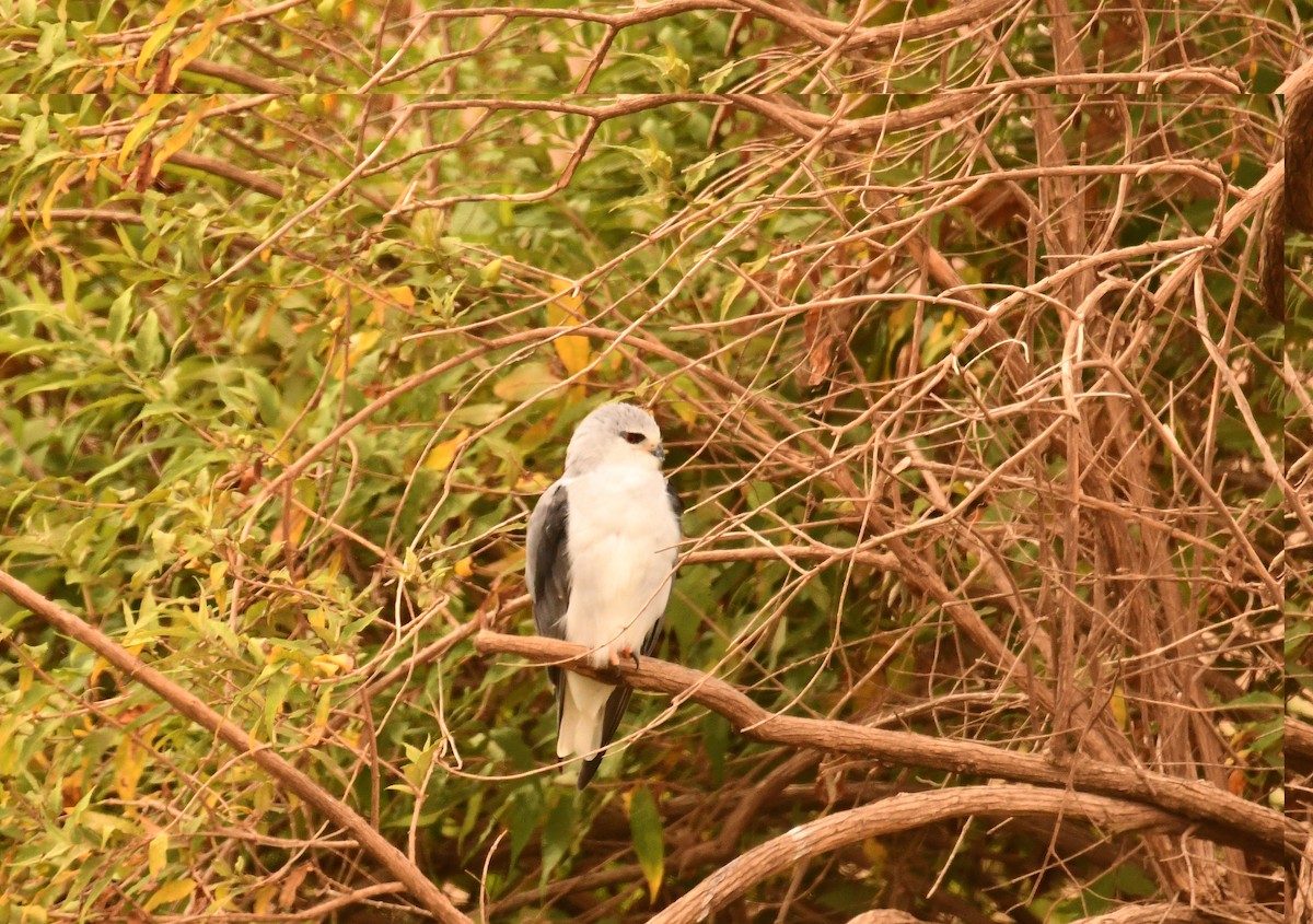 luněc šedý - ML644990459