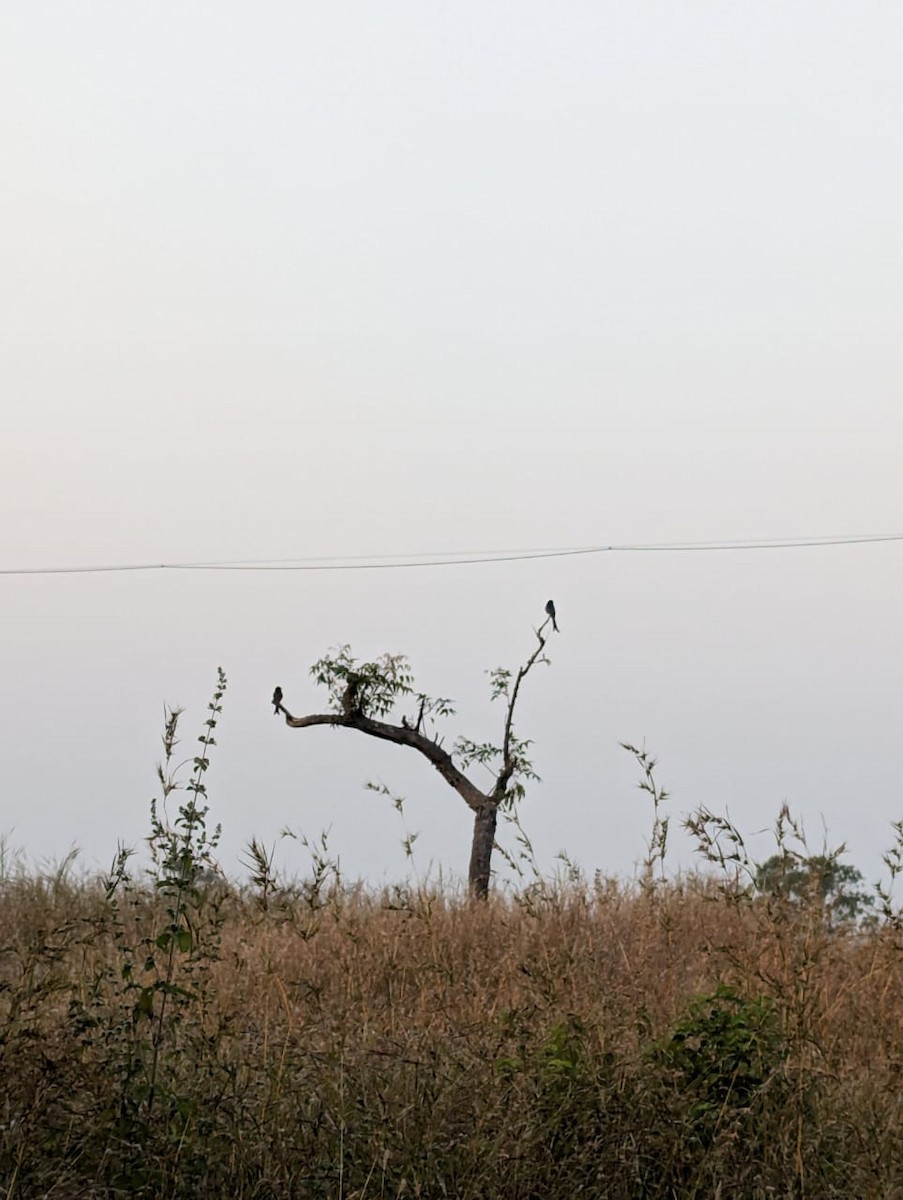 Black Drongo - ML644990467