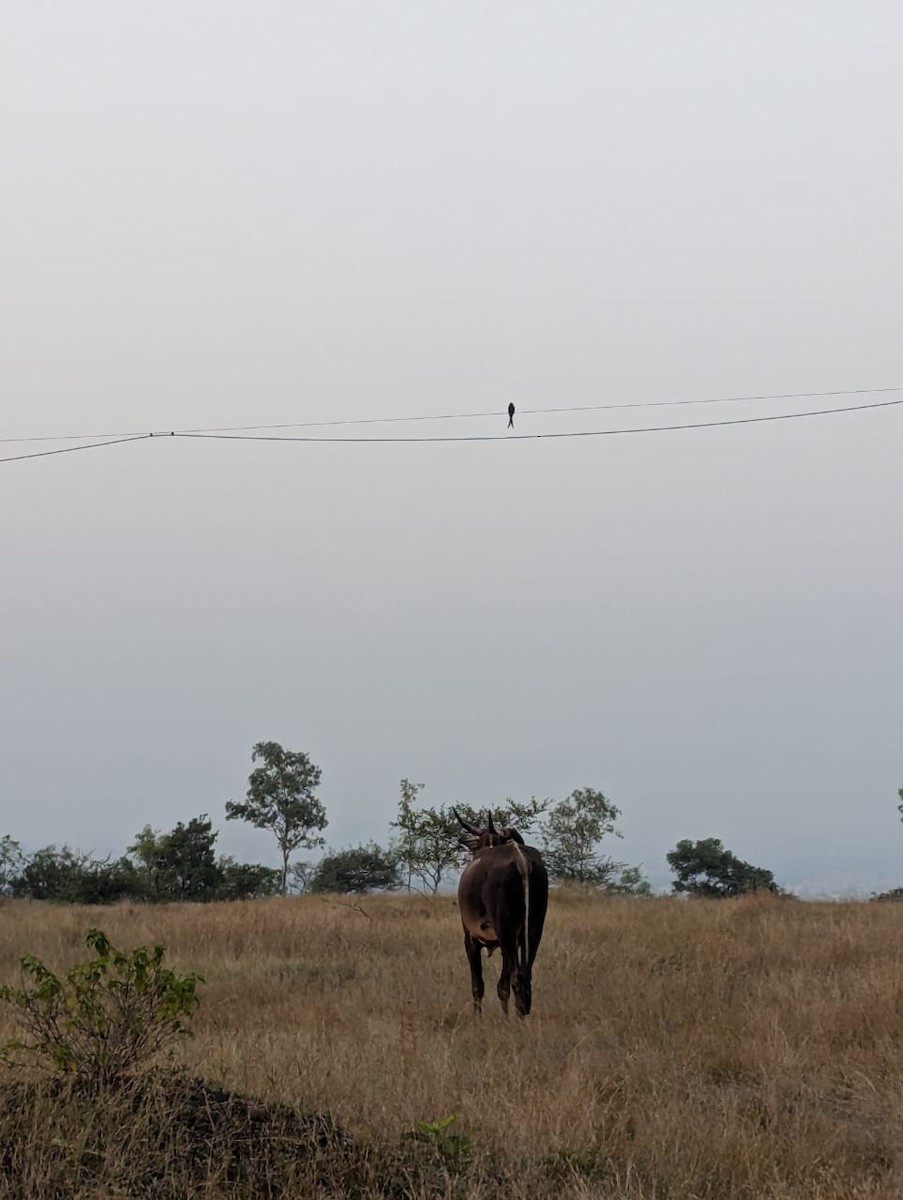 Black Drongo - ML644990468