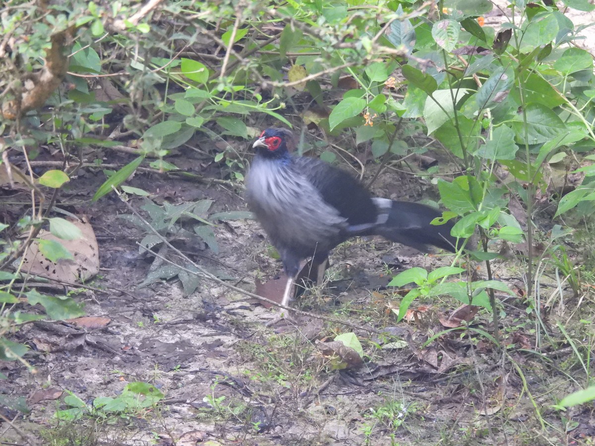 Faisán Kálij - ML644990470