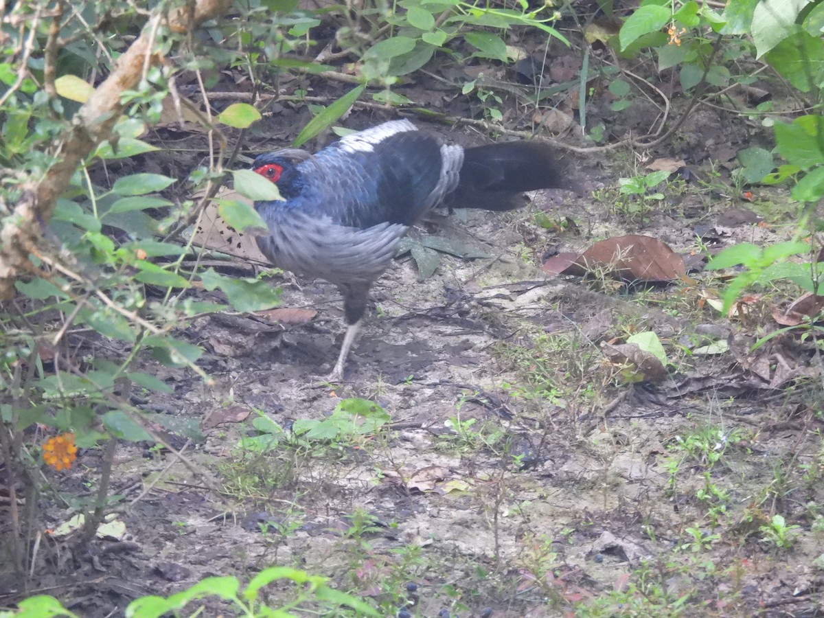 Faisán Kálij - ML644990471