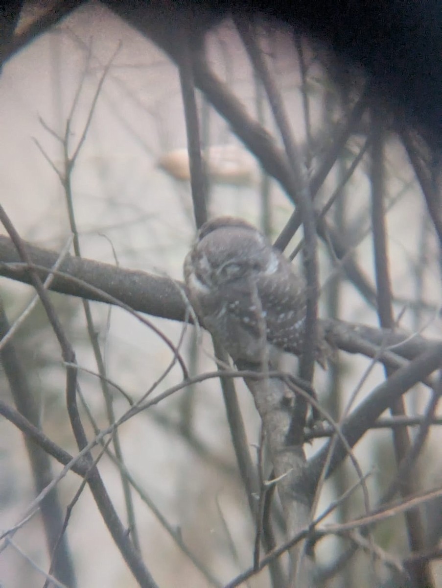 Spotted Owlet - ML644990476