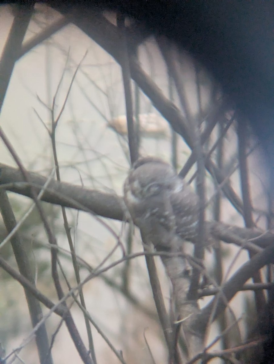 Spotted Owlet - ML644990479