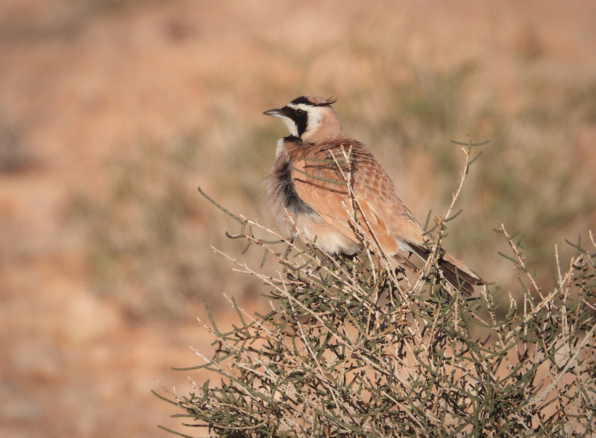 Temminck's Lark - ML644990483