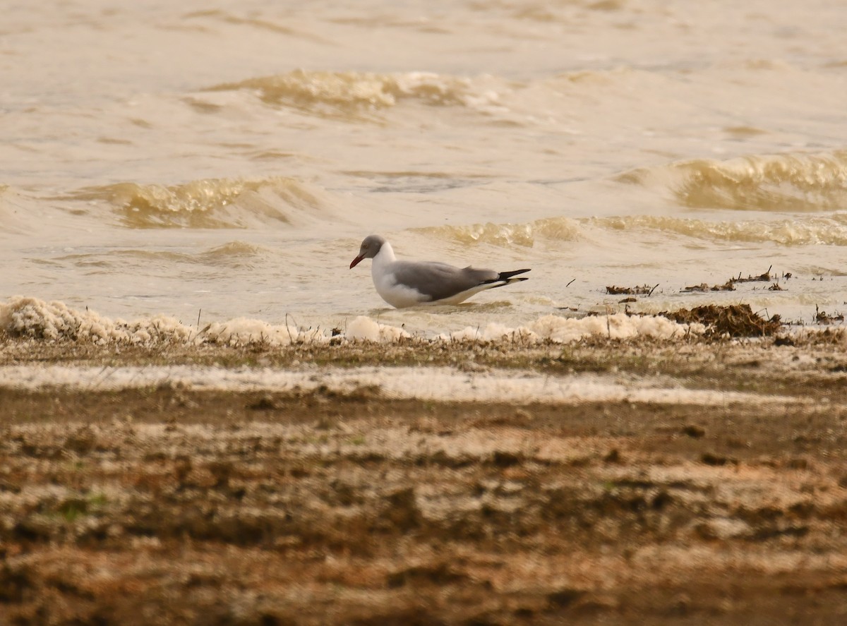 gråhodemåke - ML644990494