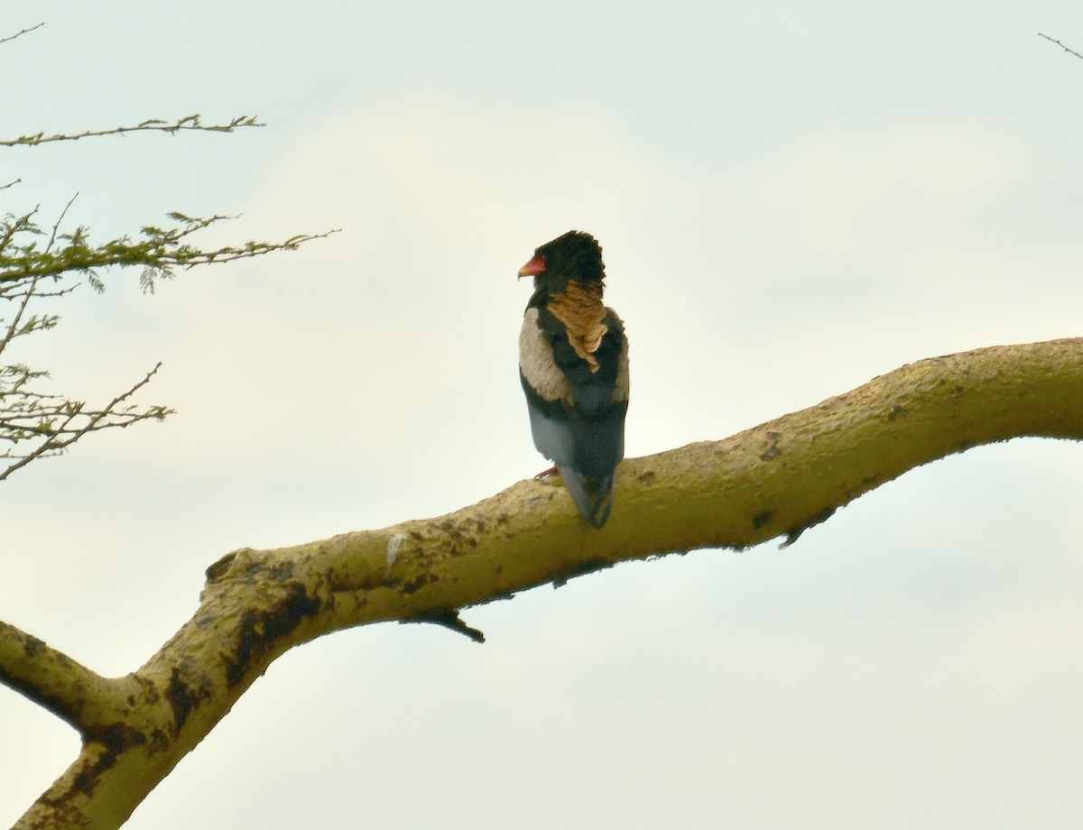 orlík kejklíř - ML644990521