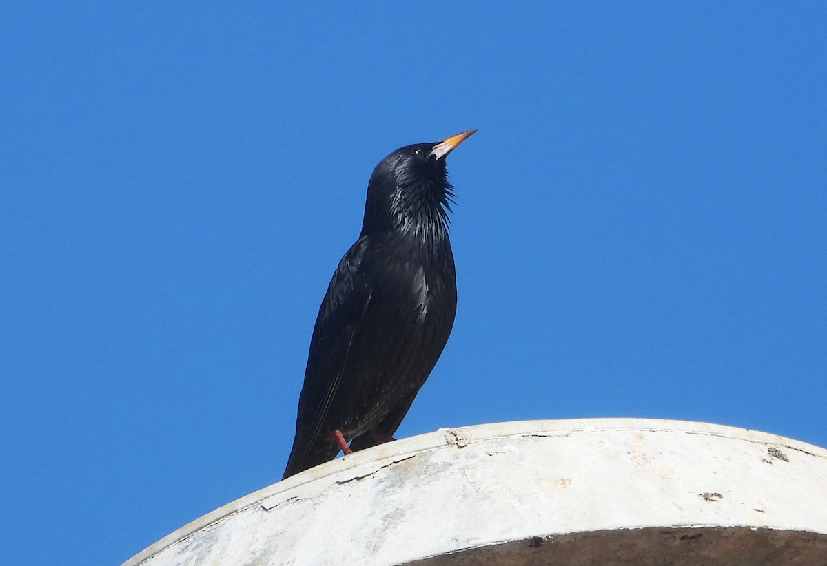 Arabazozo beltza - ML644990526