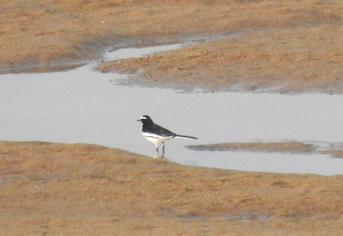 Плиска білоброва - ML644990548