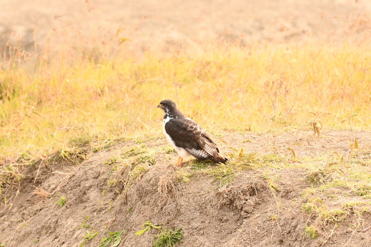 káně černohřbetá - ML644990549