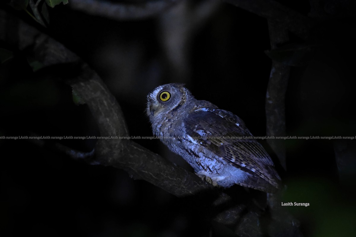 Uzakdoğu İshakkuşu - ML644990551