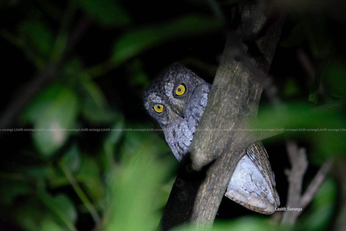 Uzakdoğu İshakkuşu - ML644990552