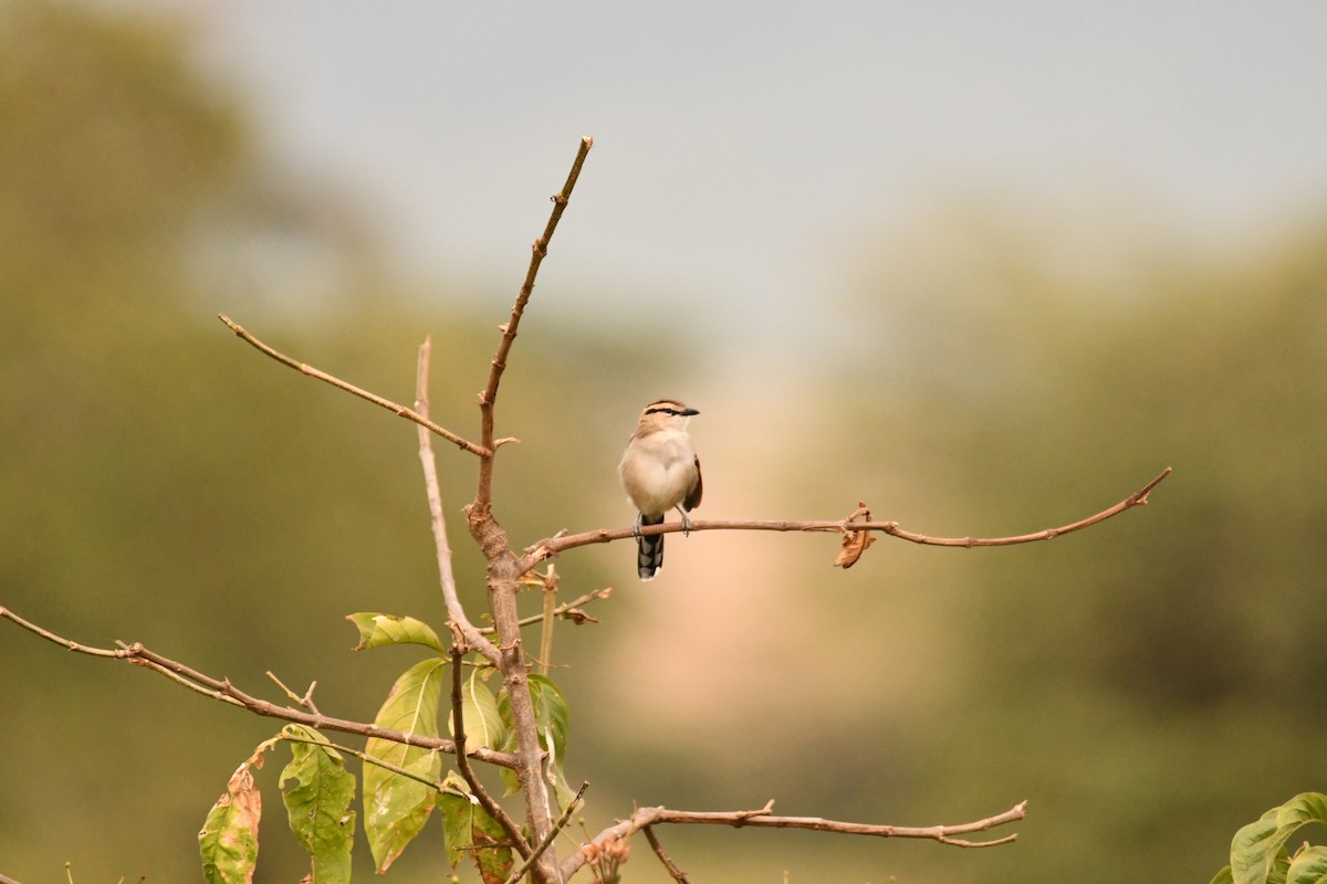 Brown-crowned Tchagra - ML644990557