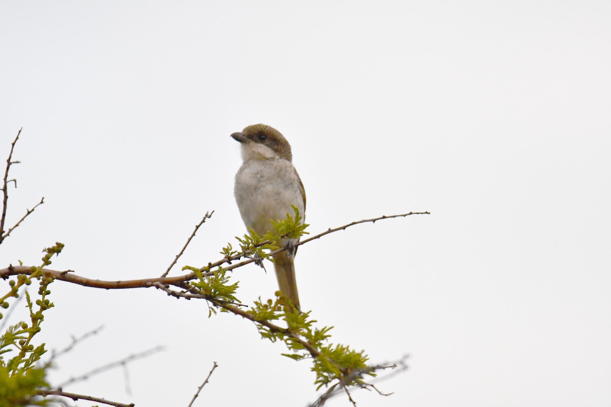 ťuhýk černobílý - ML644990565