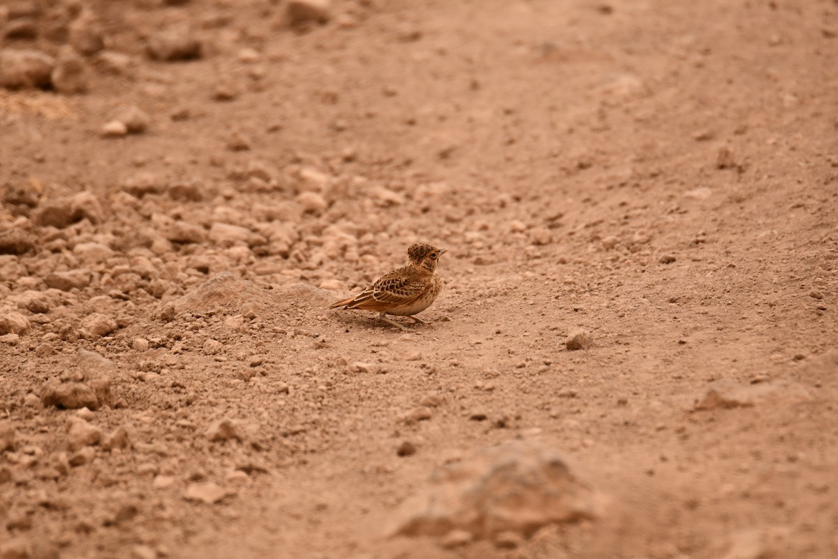 skřivan vrabcovitý - ML644990572