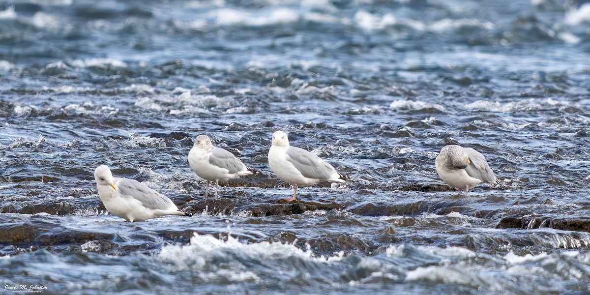 American Herring Gull - ML644990574