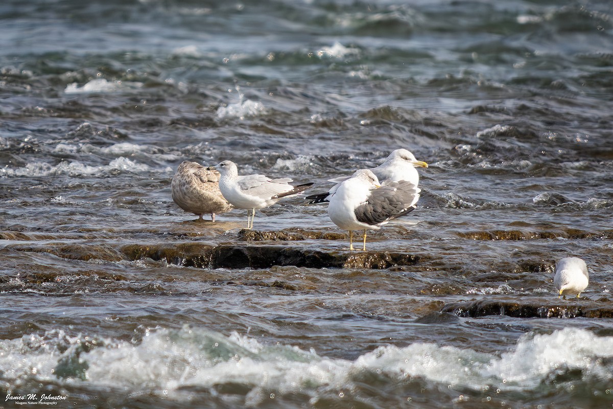 American Herring Gull - ML644990575