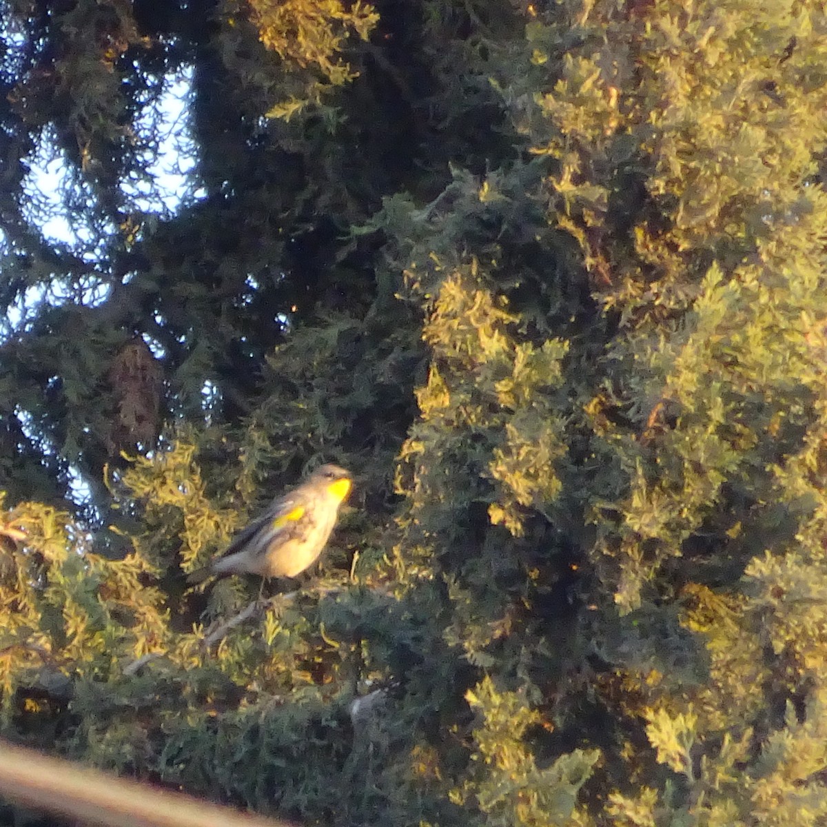 lesňáček žlutoskvrnný - ML644990579