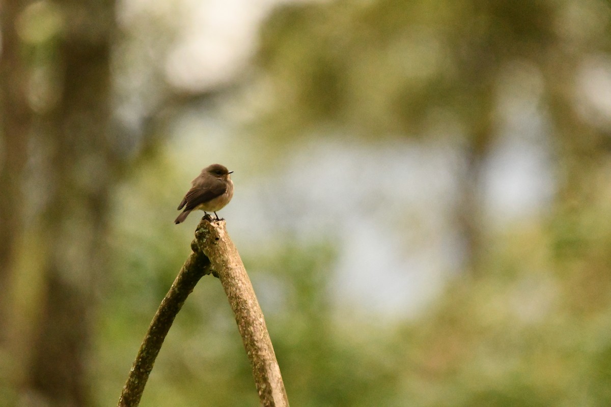 African Dusky Flycatcher - ML644990594