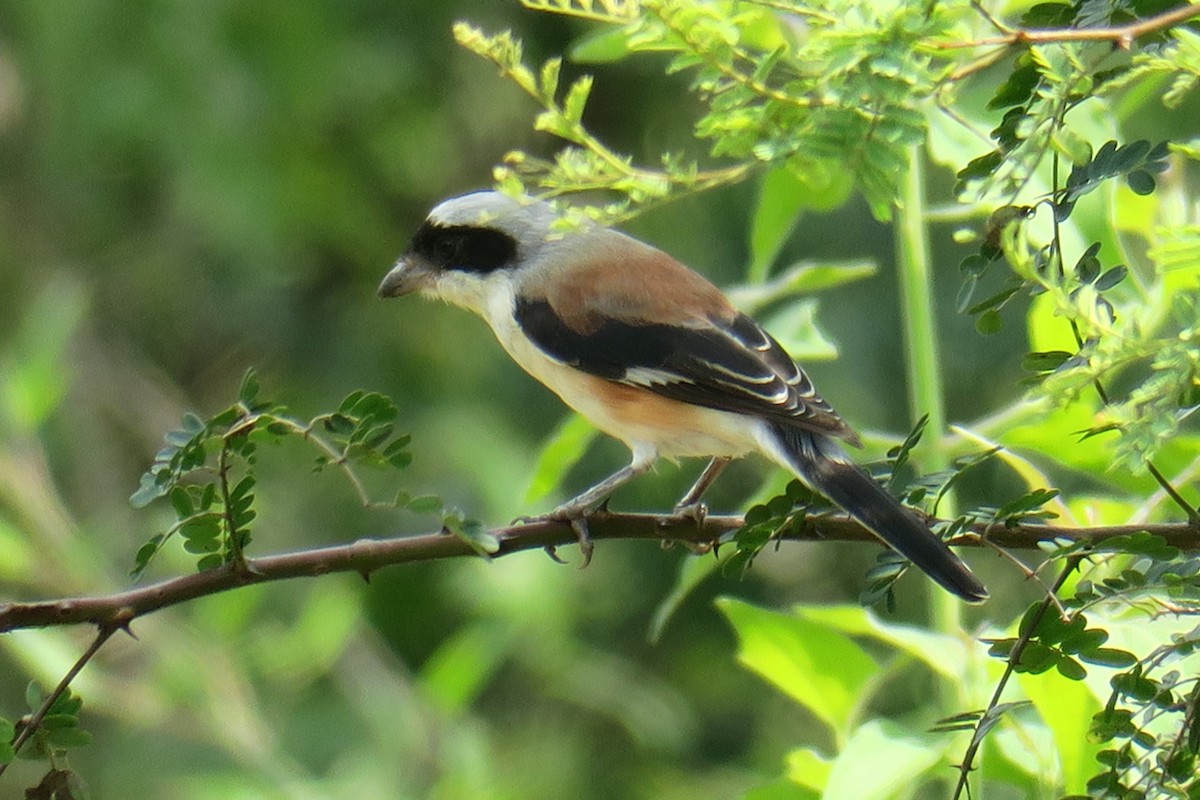 Bay-backed Shrike - ML644990601
