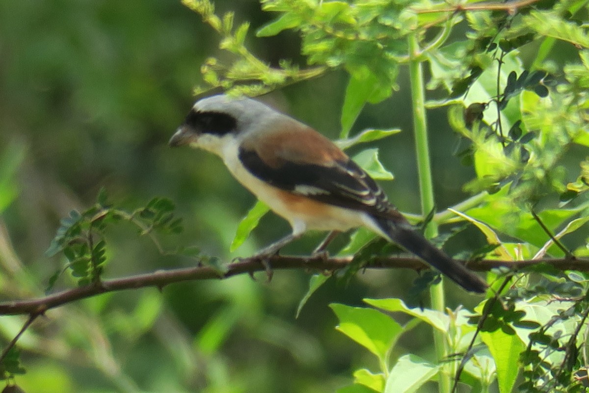 Bay-backed Shrike - ML644990602