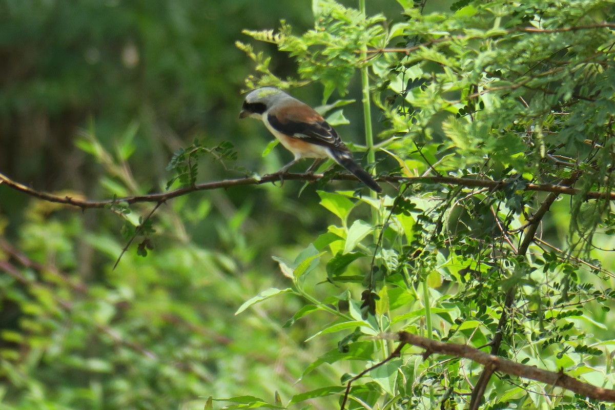 Bay-backed Shrike - ML644990603