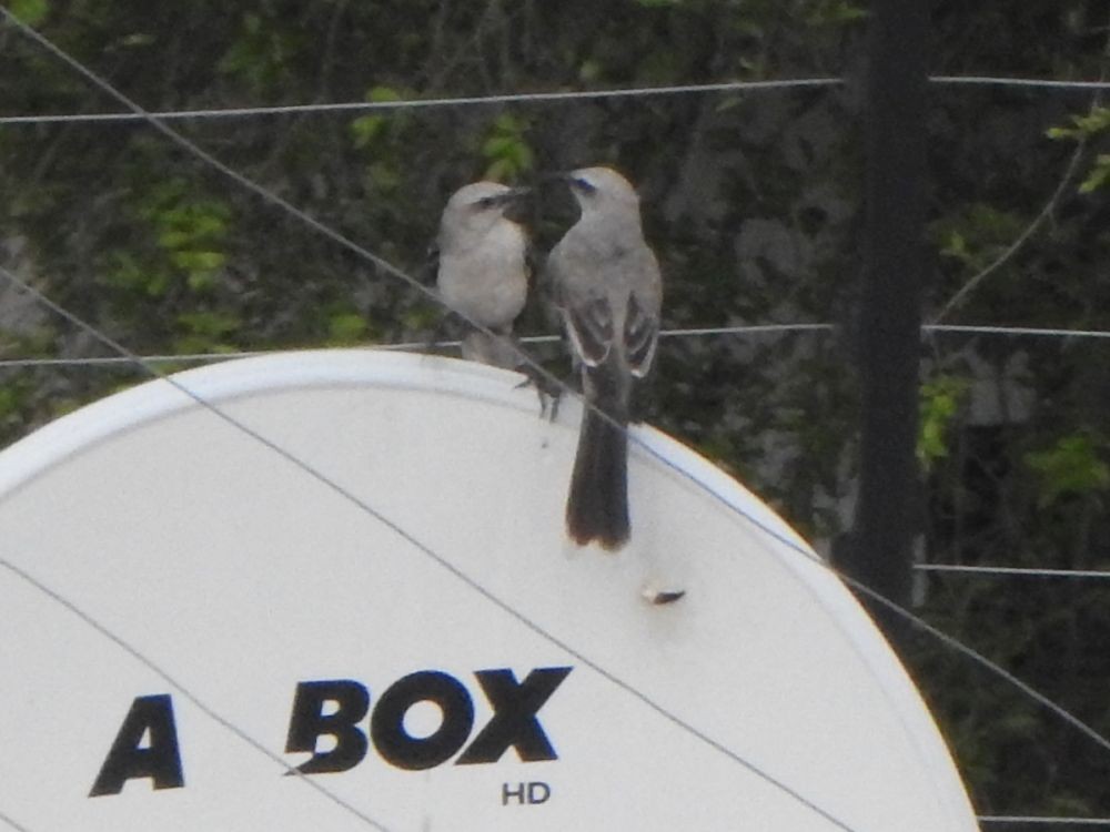 Tropikal Taklitçi - ML644990605