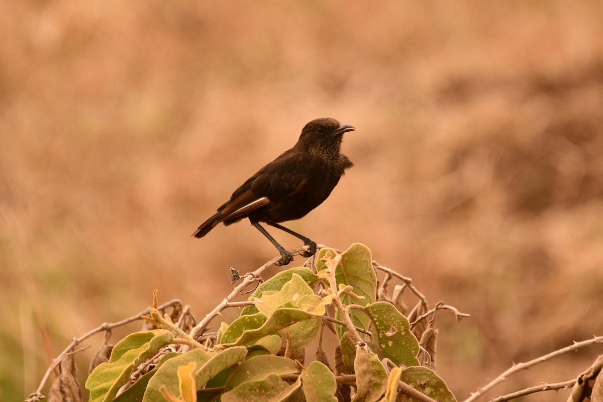 Northern Anteater-Chat - ML644990610