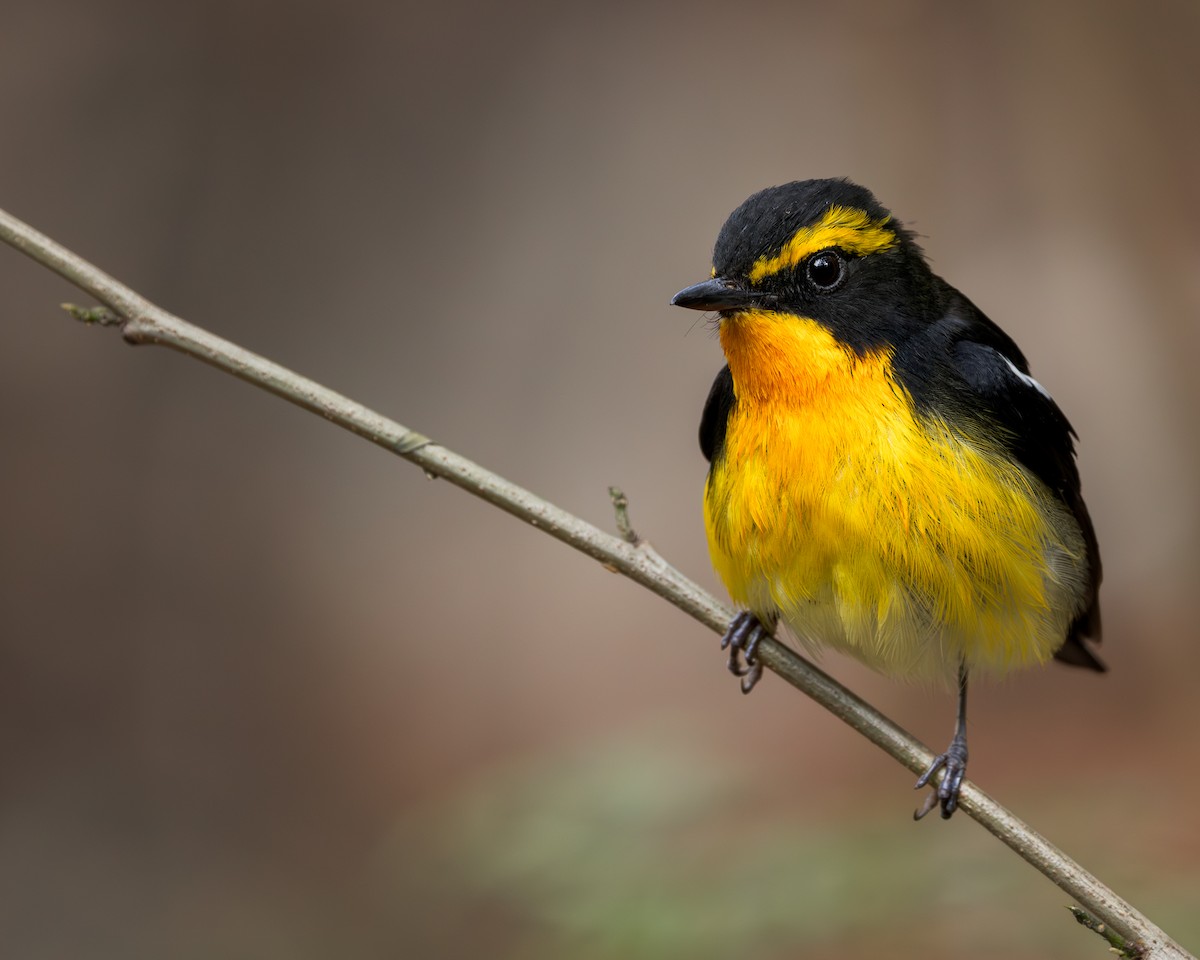 Narcissus Flycatcher - ML644990629