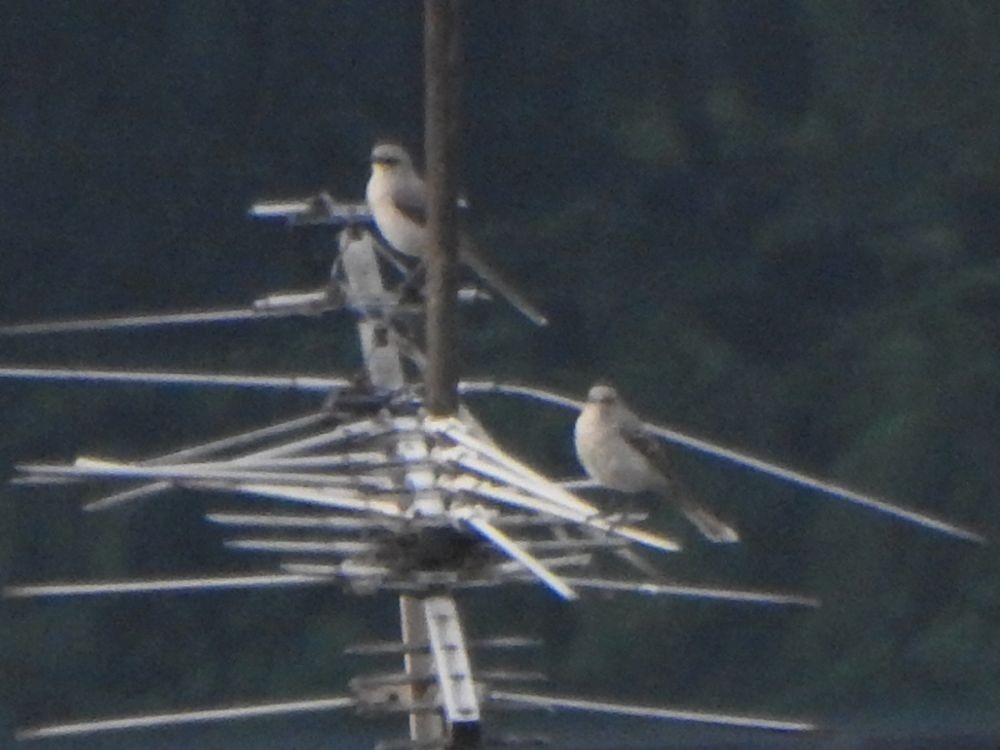 Tropikal Taklitçi - ML644990637