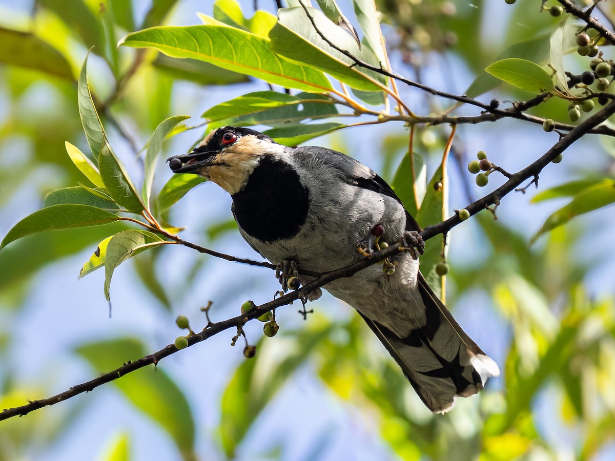 Fruit-hunter - ML644990639
