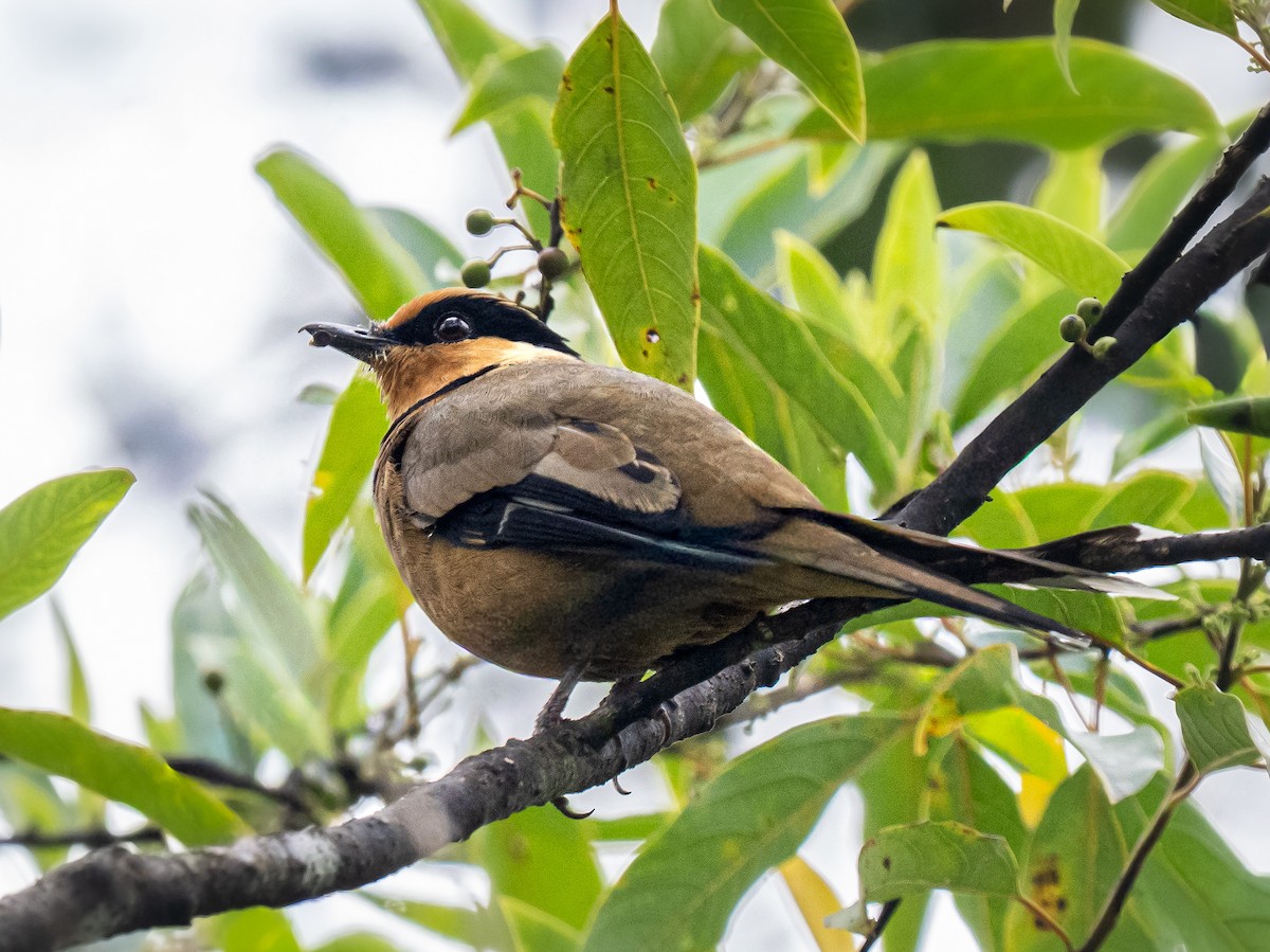 Fruit-hunter - ML644990640