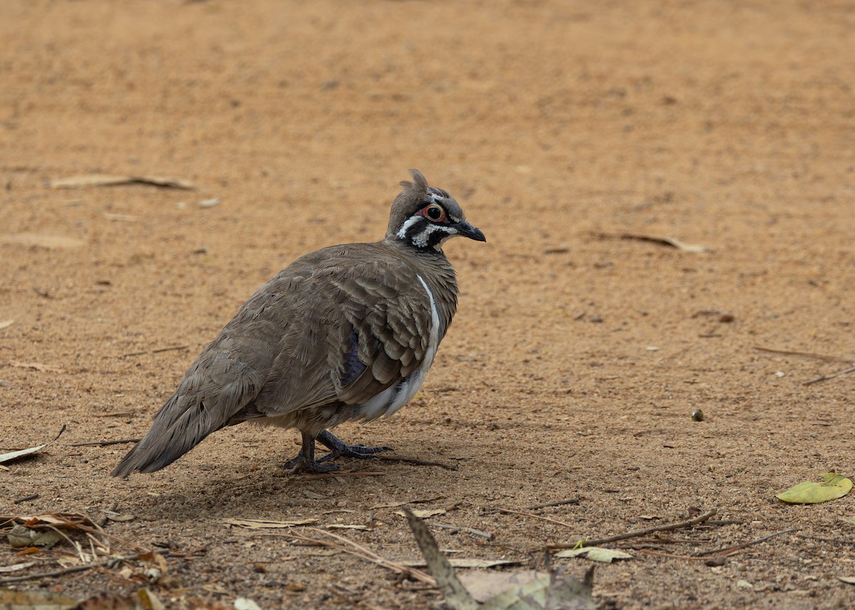 Squatter Pigeon - ML644990649