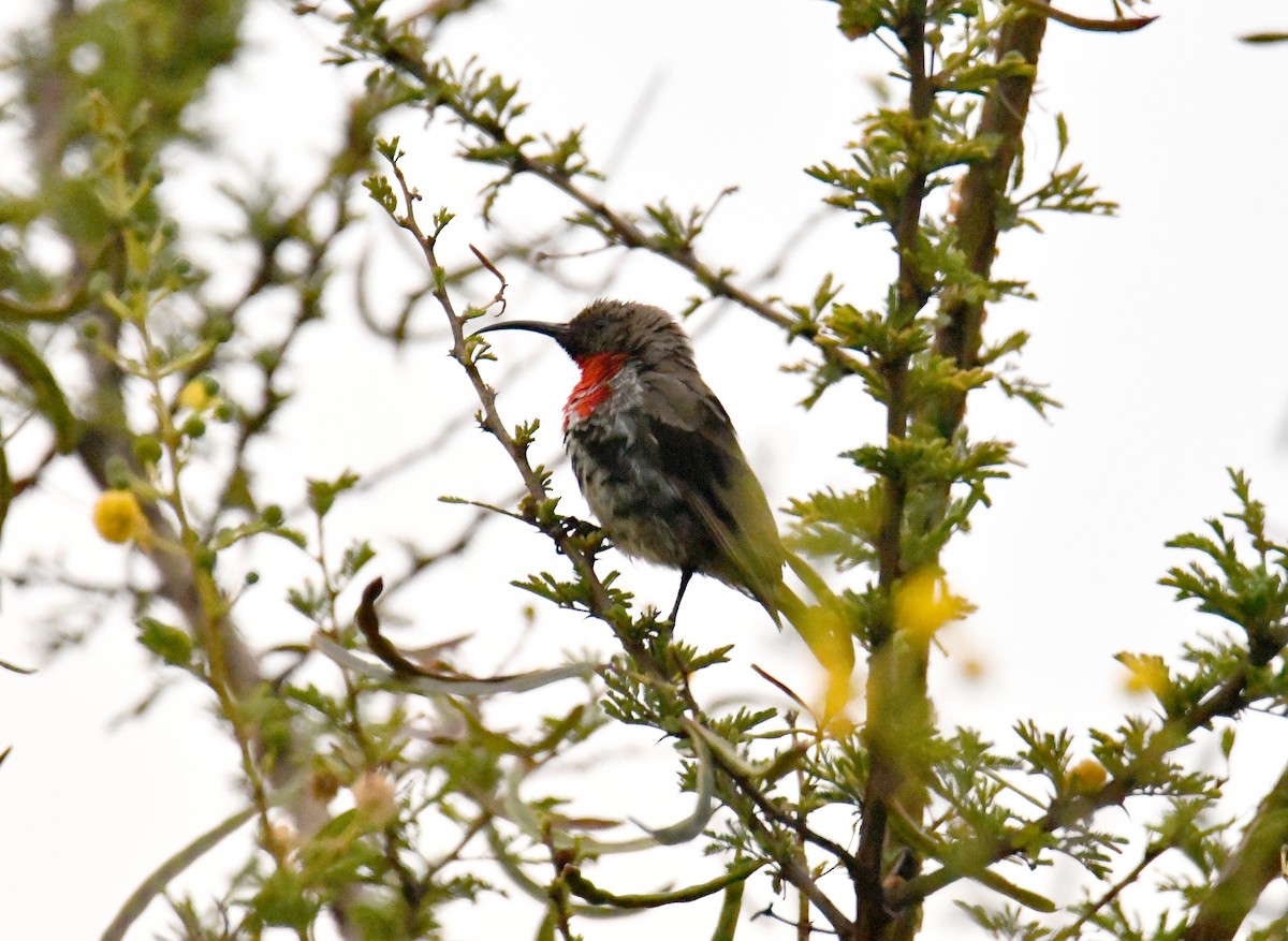 strdimil senegalský - ML644990655