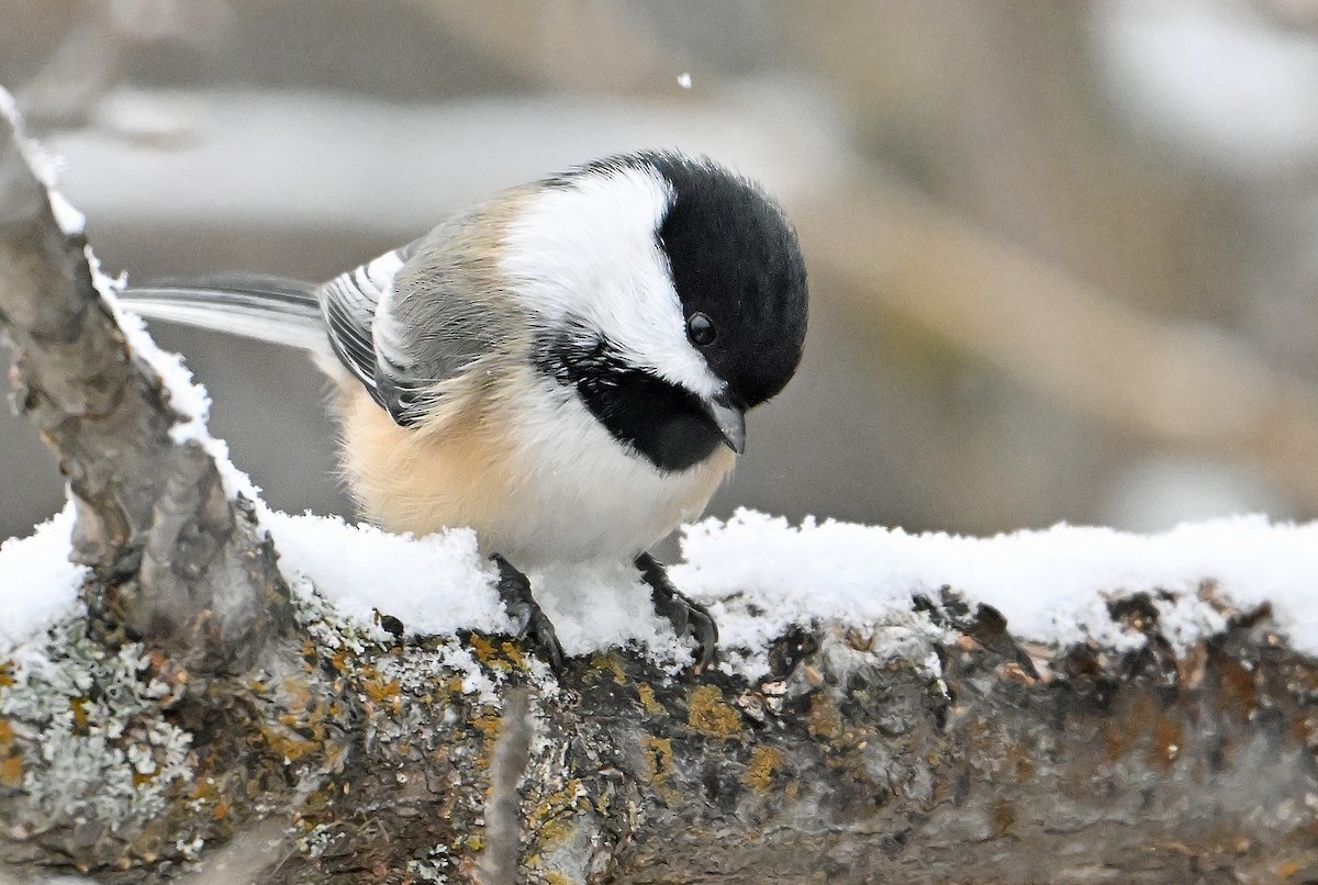 Гаїчка світлокрила - ML644990656