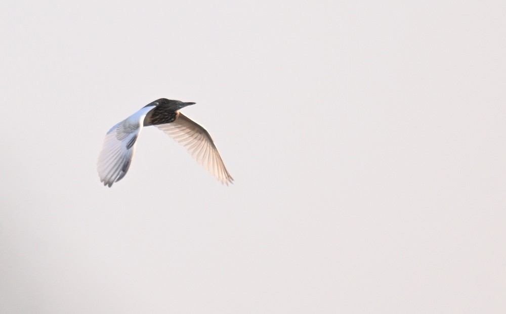 Hint Alaca Balıkçılı - ML644990657