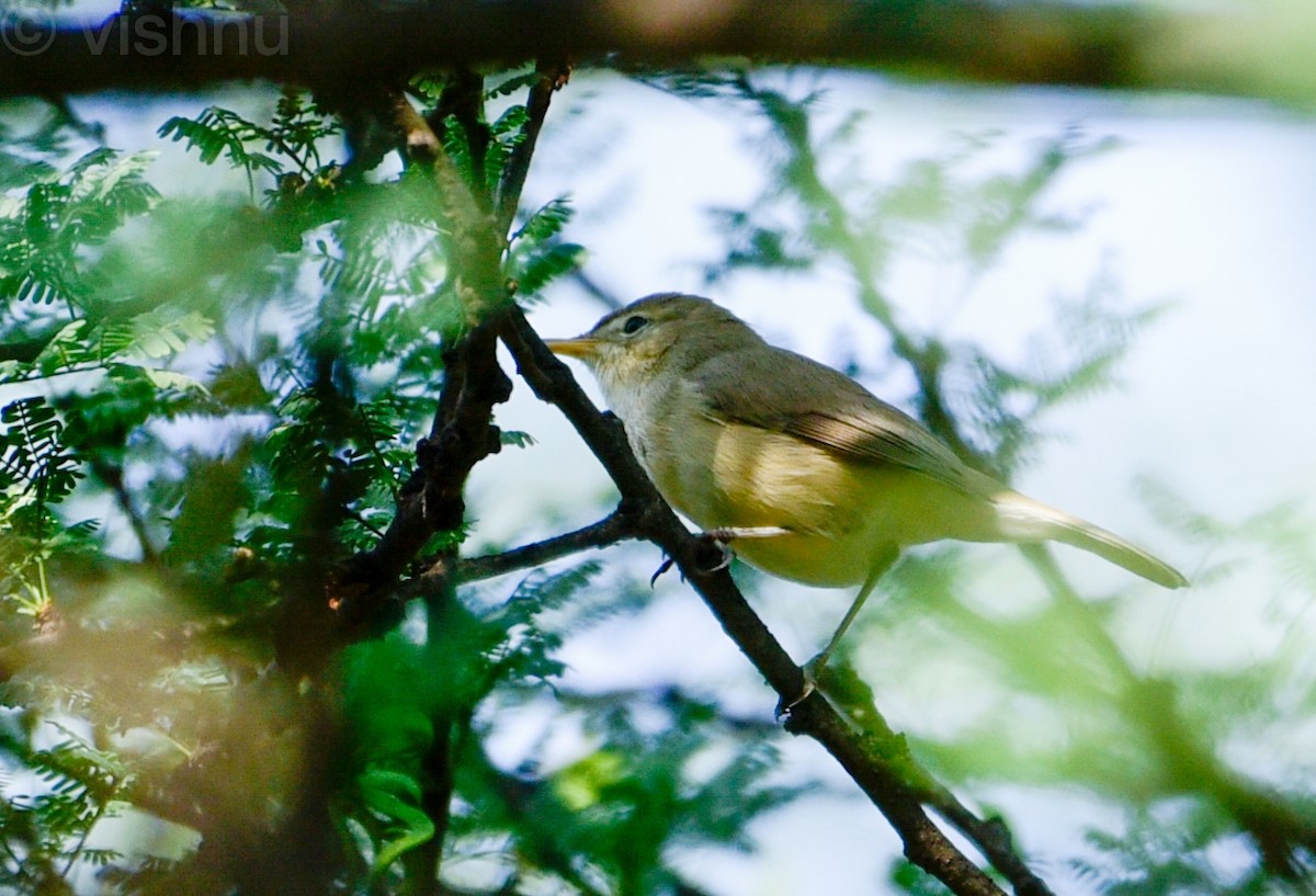 Clamorous Reed Warbler - ML644990659