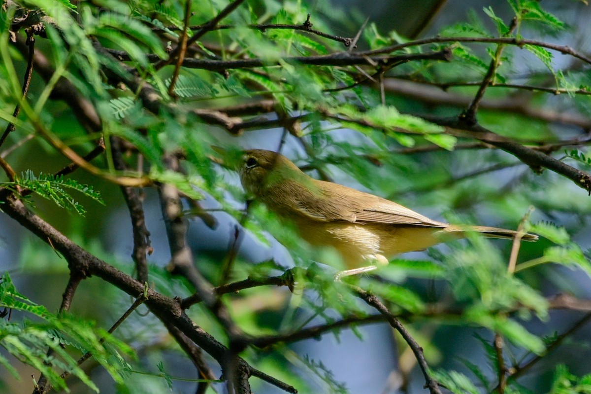 Clamorous Reed Warbler - ML644990660