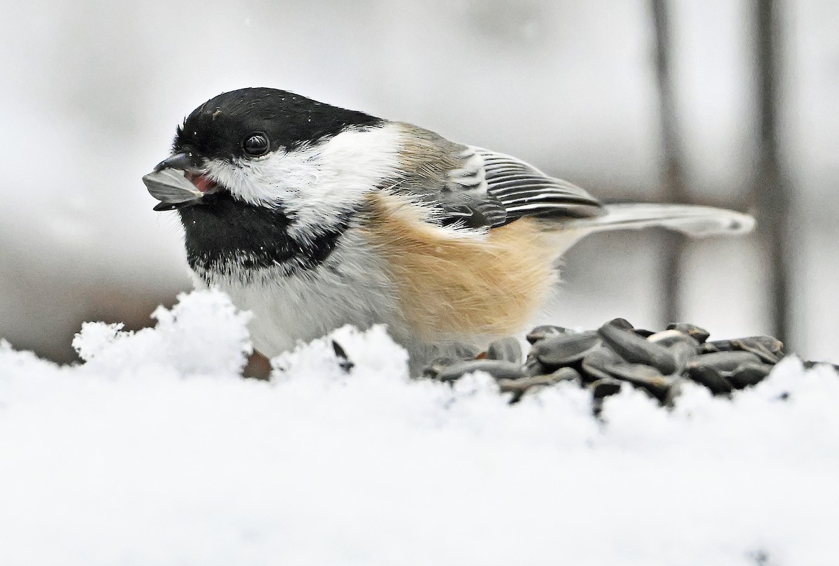 Гаїчка світлокрила - ML644990661