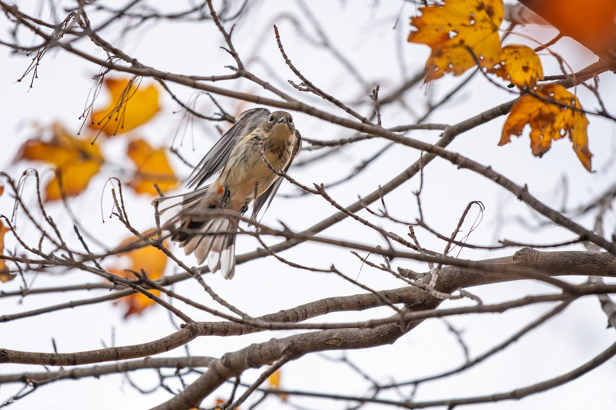 lesňáček žlutoskvrnný (ssp. coronata) - ML644990669